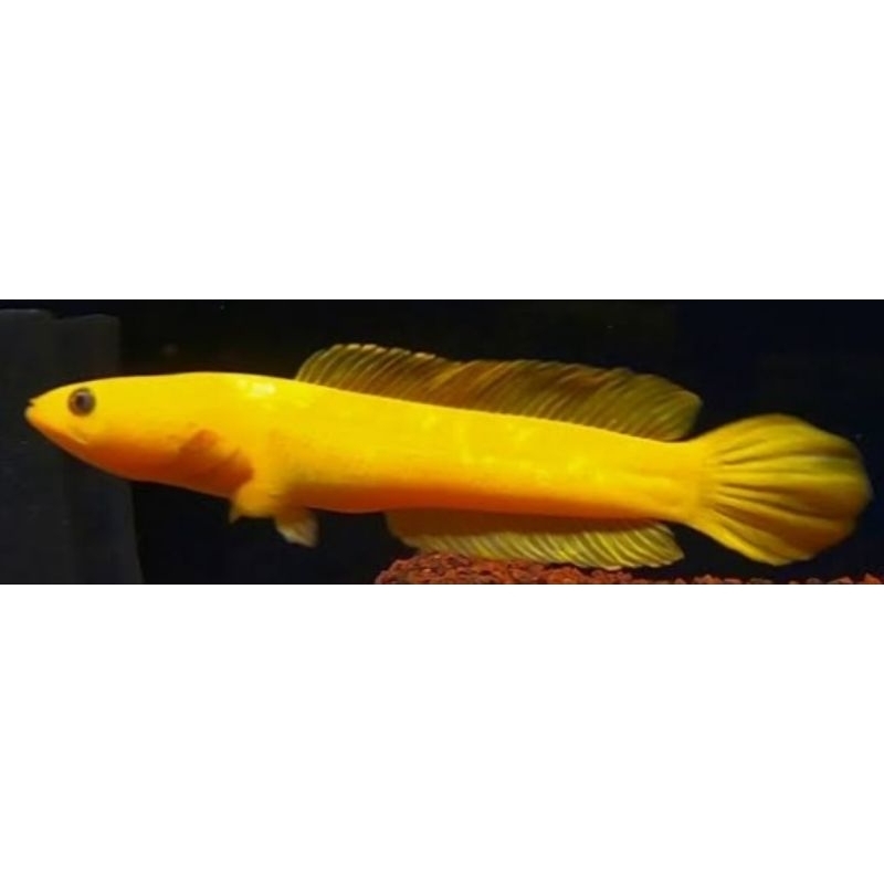 Limbata Golden Xhantic 12/13 Cm fix Femalue