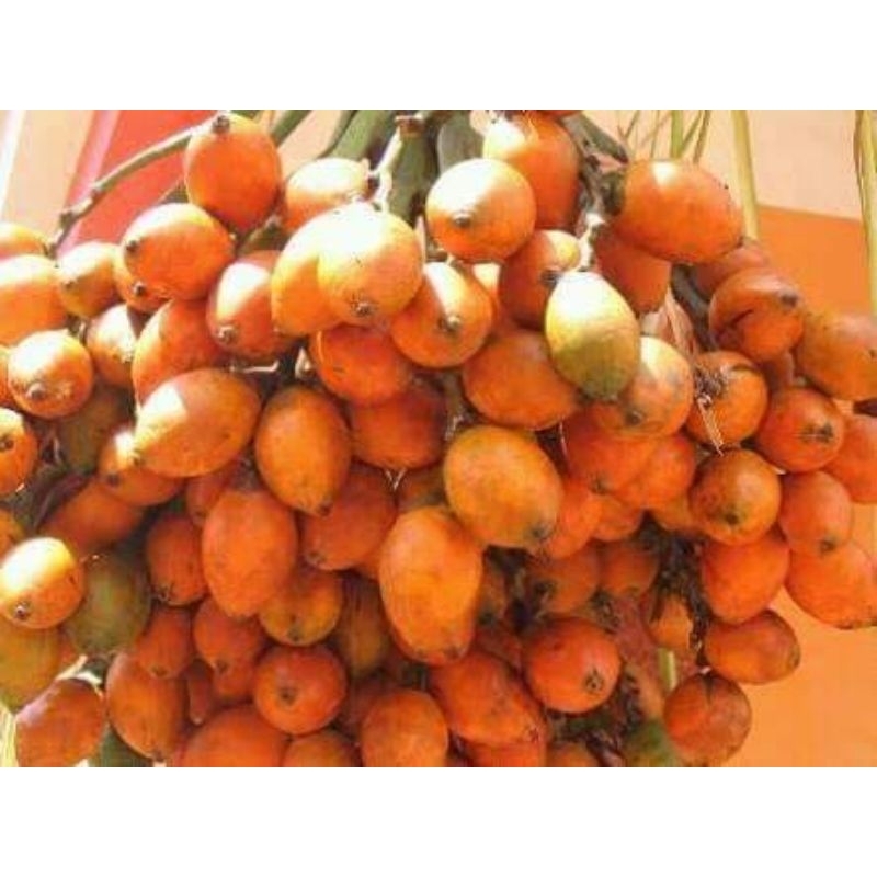 

Buah Pinang Tua 1 Kg