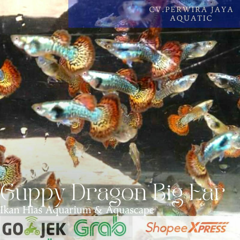 Guppy Red Dragon Sepasang Hiasan Aquarium & Aquascape