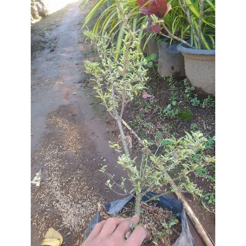 Anting putri mikro varigata