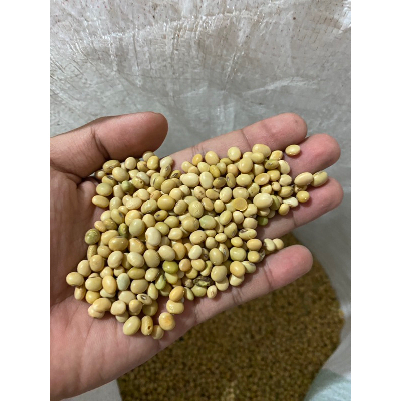 kacang kedelai lokal (non GMO)
