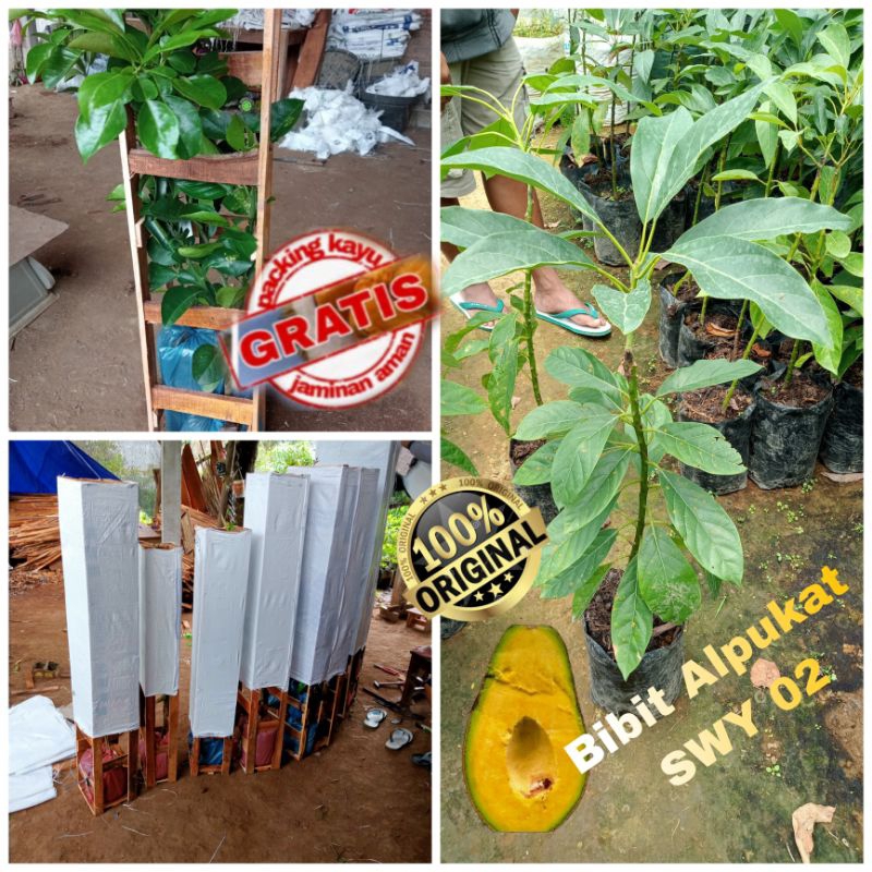 Bibit Alpukat SWY 02 Original