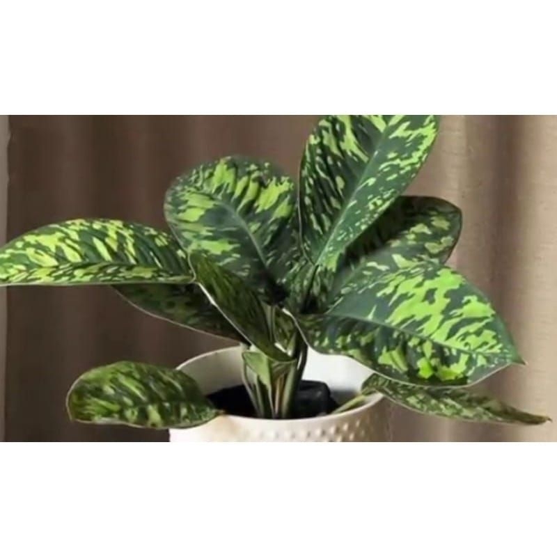 Promo!!! Tanaman hias homalomena walisi-homalomena army