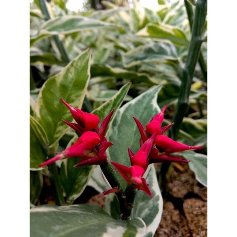 tanaman cucak Rowo varigata bunga merah