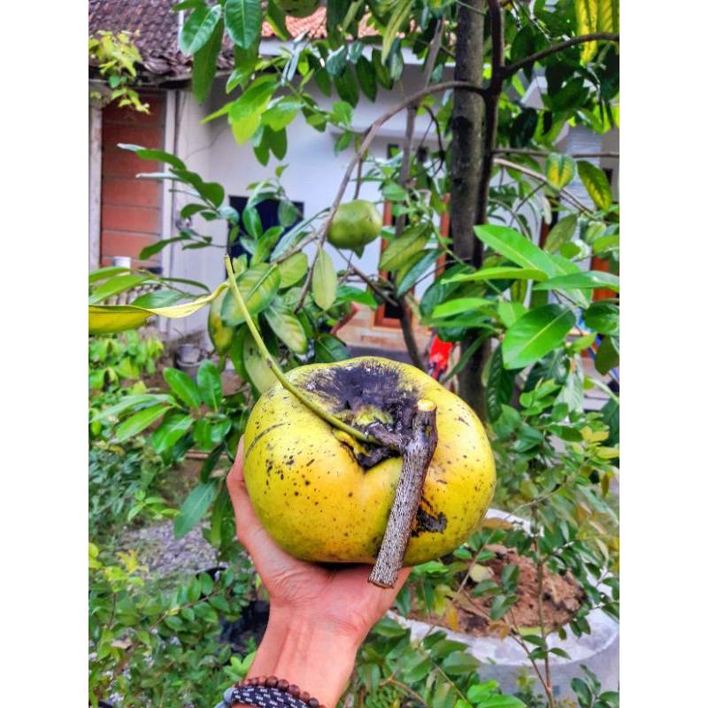 bibit Black Sapote Giant/Jumbo sudah BERBUAH