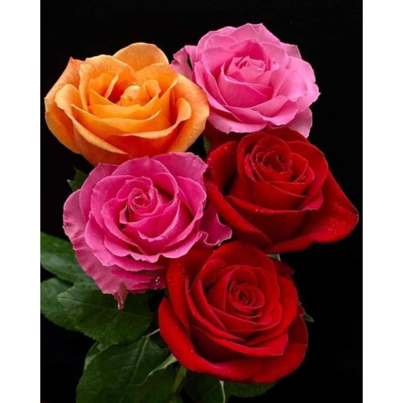 Poster Cetak, BUNGA MAWAR, Ukuran JUMBO, 100x70cm DAN 150x100cm/Hiasan Dinding/Lukisan Cetak/TANPA B