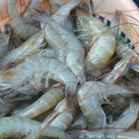 

udang vaname segar 500gram