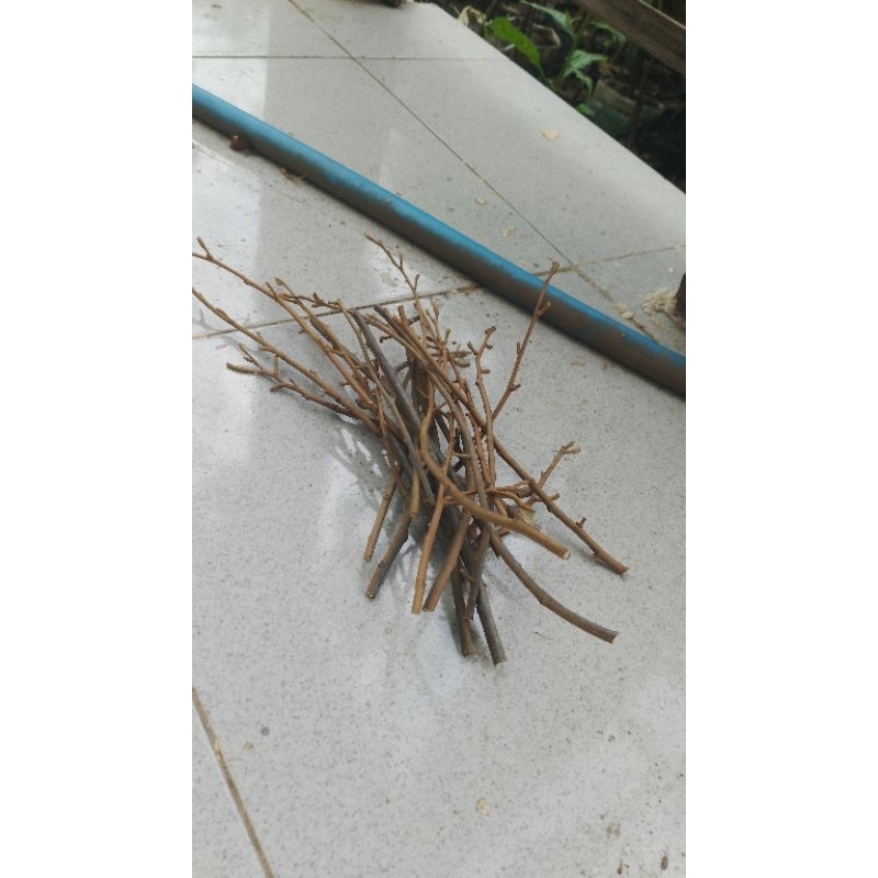 entres kelengkeng aroma durian super