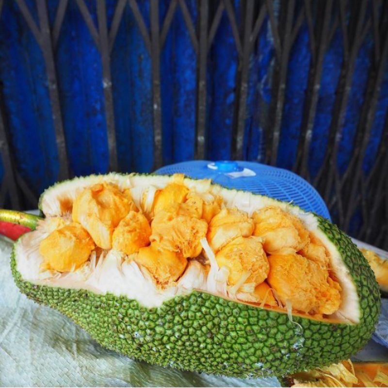 Bibit Cempedak Madu Super