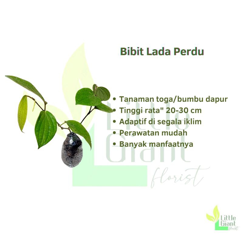 Bibit Tanaman Lada Perdu/ Merica Perdu