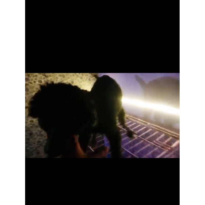 anjing toy poodle