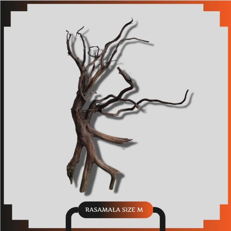 Kayu Rasamala Aquascape