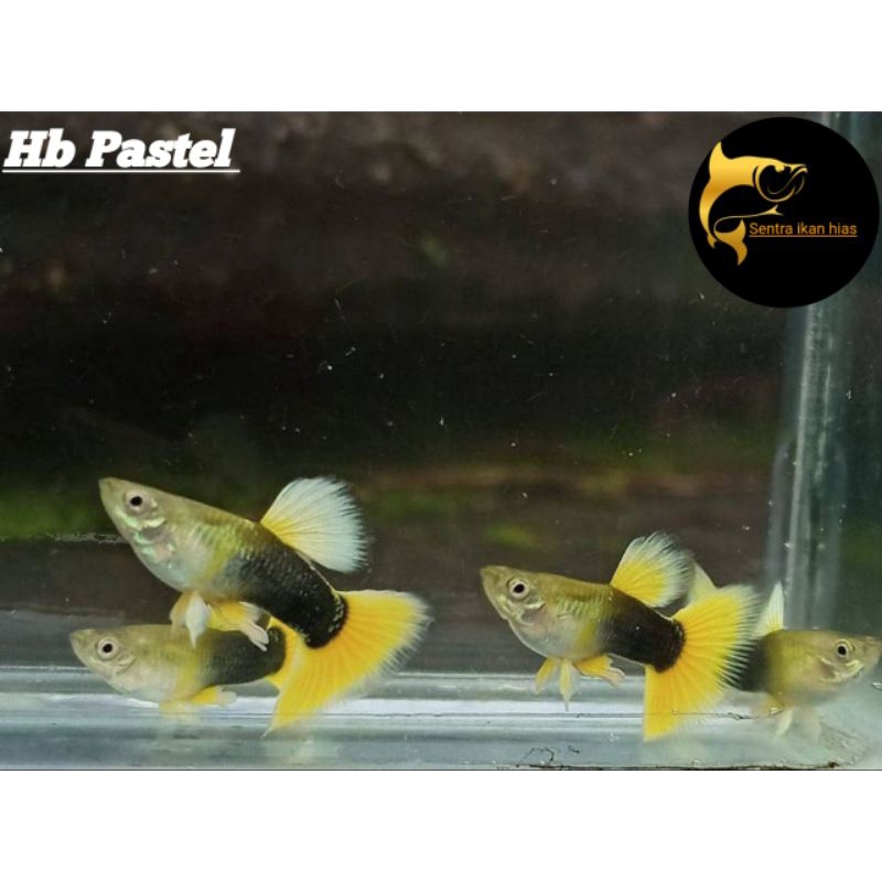 Ikan Hias Guppy Hb Pastel / Hb Yellow Hiasan Aquarium
