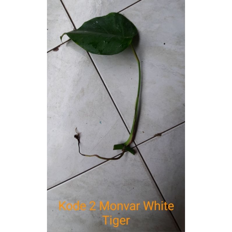 Monstera Varigata  White Tiger