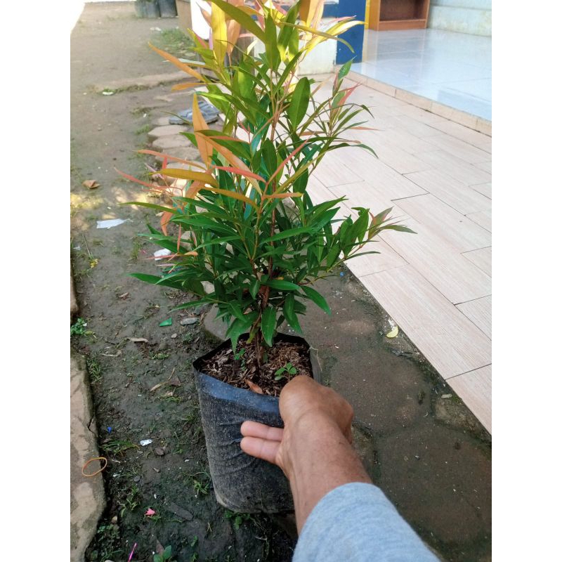 pucuk merah 30cm Murmer