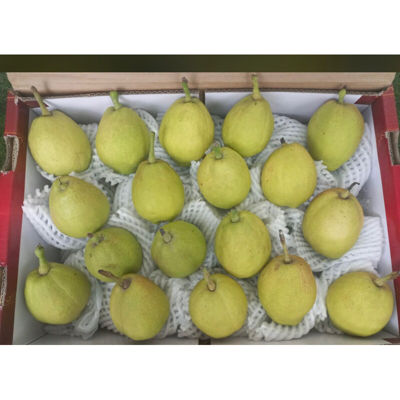 

pear xianglie