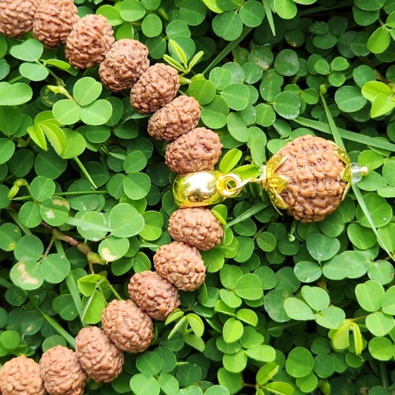 

Kalung mukhi 7 liontin mukhi 12