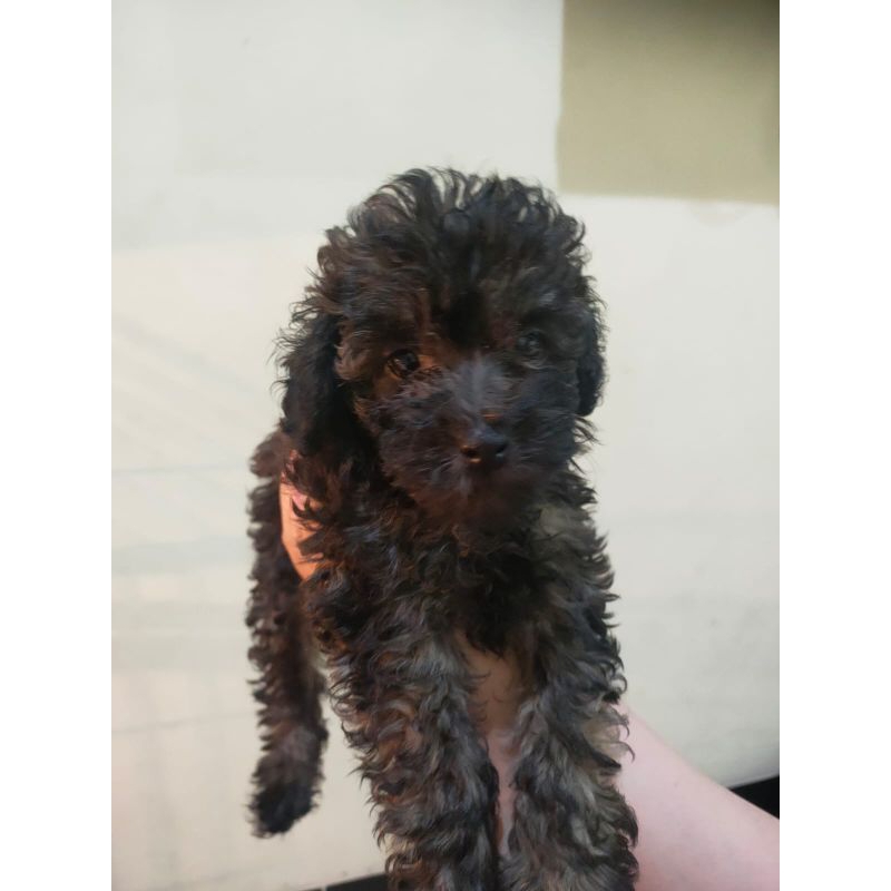 Puppy poodle tiny bandung