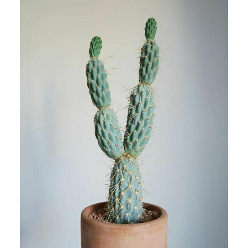 OPUNTIA MIQUELLI / OPUNTIA MIQUELII / KAKTUS IMPORT / BIBIT KAKTUS