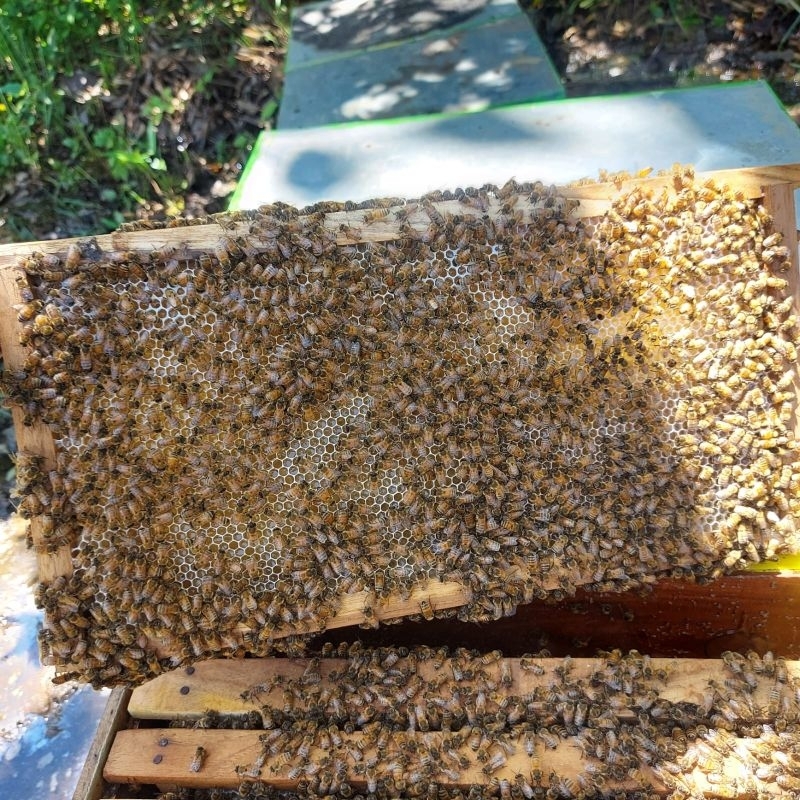 

Madu Sarang | 500 gram | Hasil Ternak Sendiri | HoneyQu