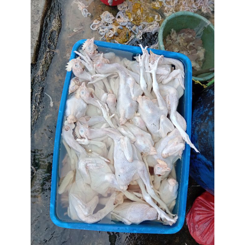 

ayam pejantan fresh 900gram hidup