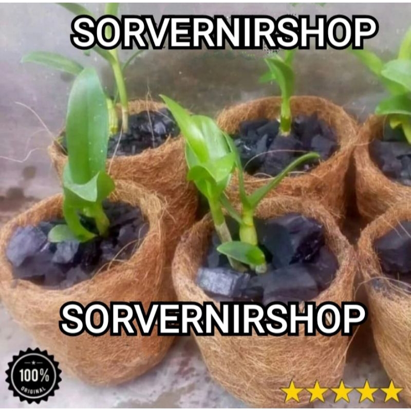 pot semai bibit tanaman anggrek sedling keki anggrek