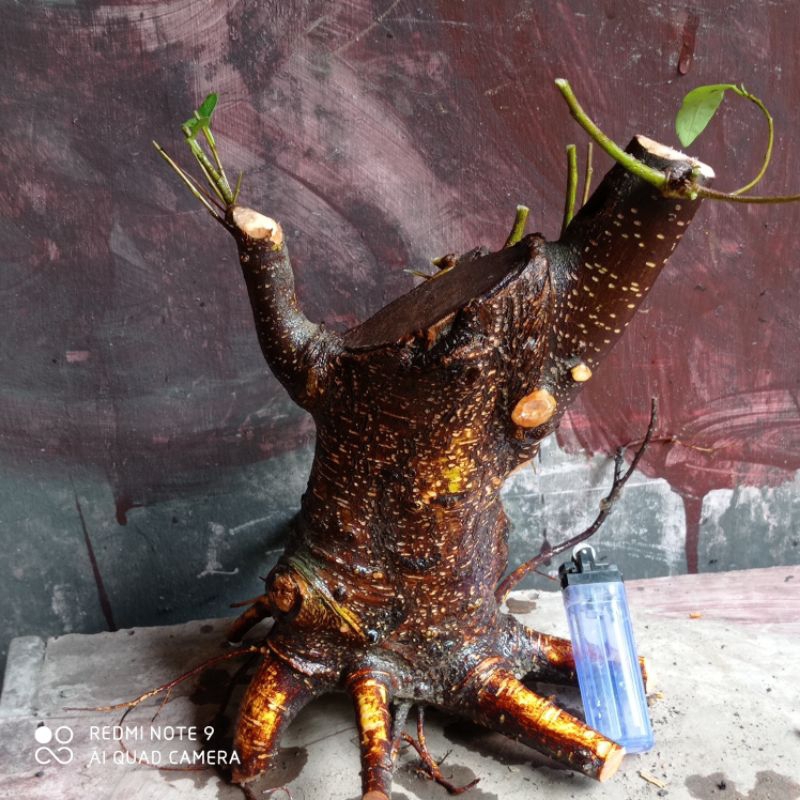 bahan bonsai fresh dongkel iprik realpic