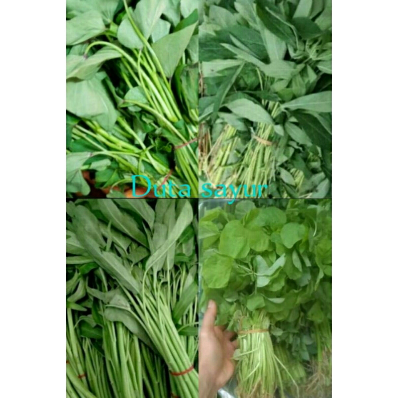 

Daun ubi jalar / Daun singkong / Kangkung / Bayam hijau fresh