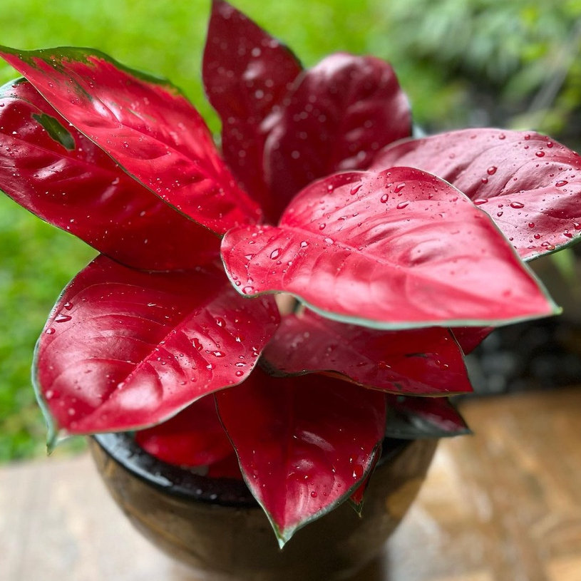 {BISA COD//PROMO FLASHSALE MURAH} Aglonema Suksom Merah / Dud Anjamani / Red Anjamani / Varian Aglao