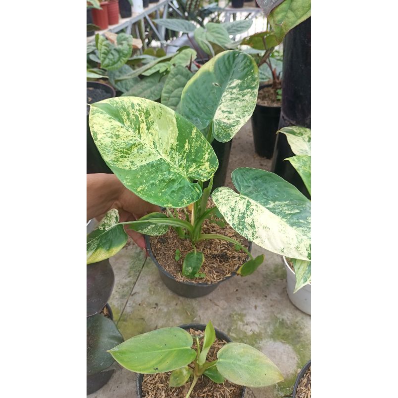 homalomena schismatoglottis(varigata)