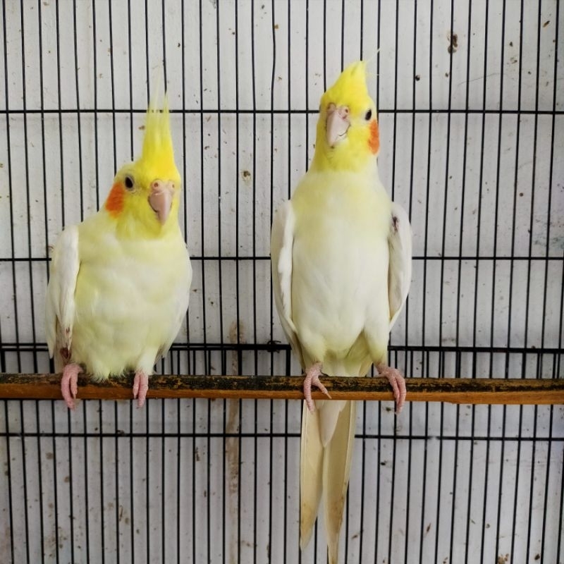 Falk indukan Lutino MM