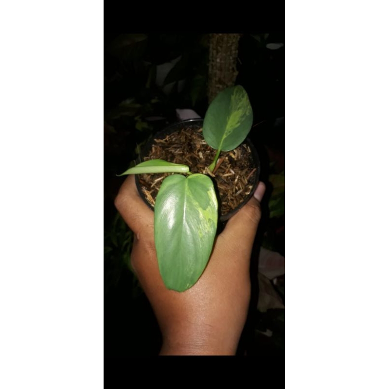 philodendron Violin varigata