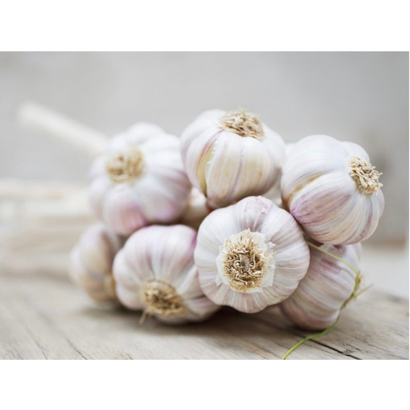 

Bawang Putih Segar
