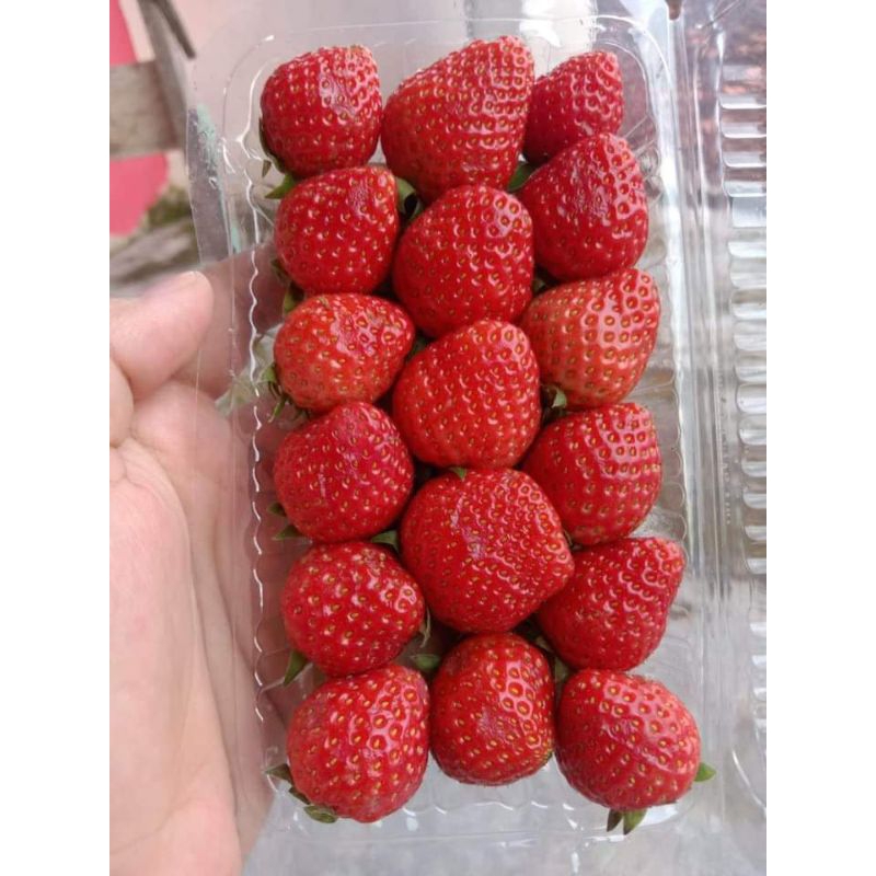 

Buah Strawberry Lokal Bandung 1 pcs