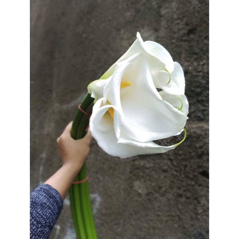 Bunga cala lily segar