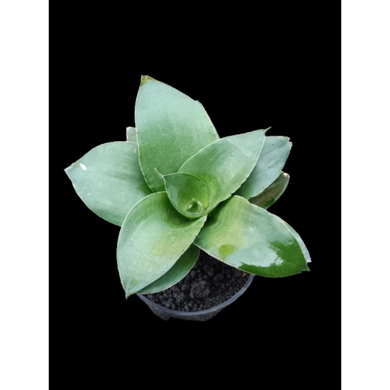 Sensivera tanaman hias Hybrid_Chellomitha