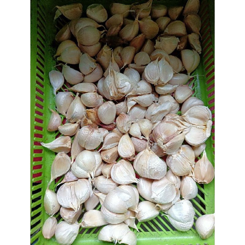 

bawang putih segar dan besar - besar