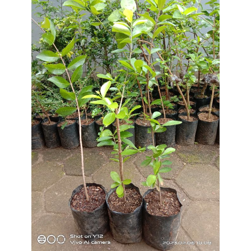 Bibit Bonsai Sianci Manis