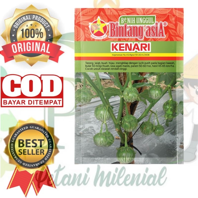 BENIH TERONG KENARI 10 gram -  BIBIT TERONG LALAP BINTANG ASIA
