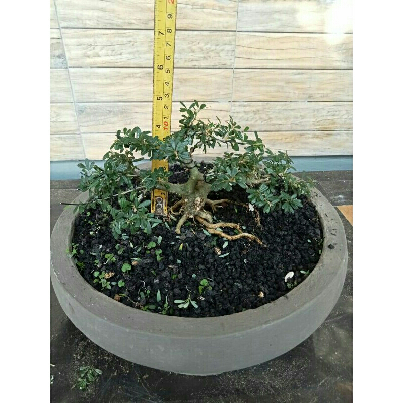 Bonsai Saeng Simbur mikro