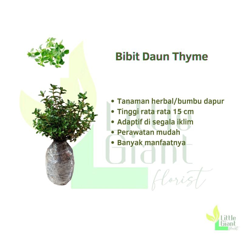 Bibit Tanaman Daun Thyme Hidup/ Thyme Greek