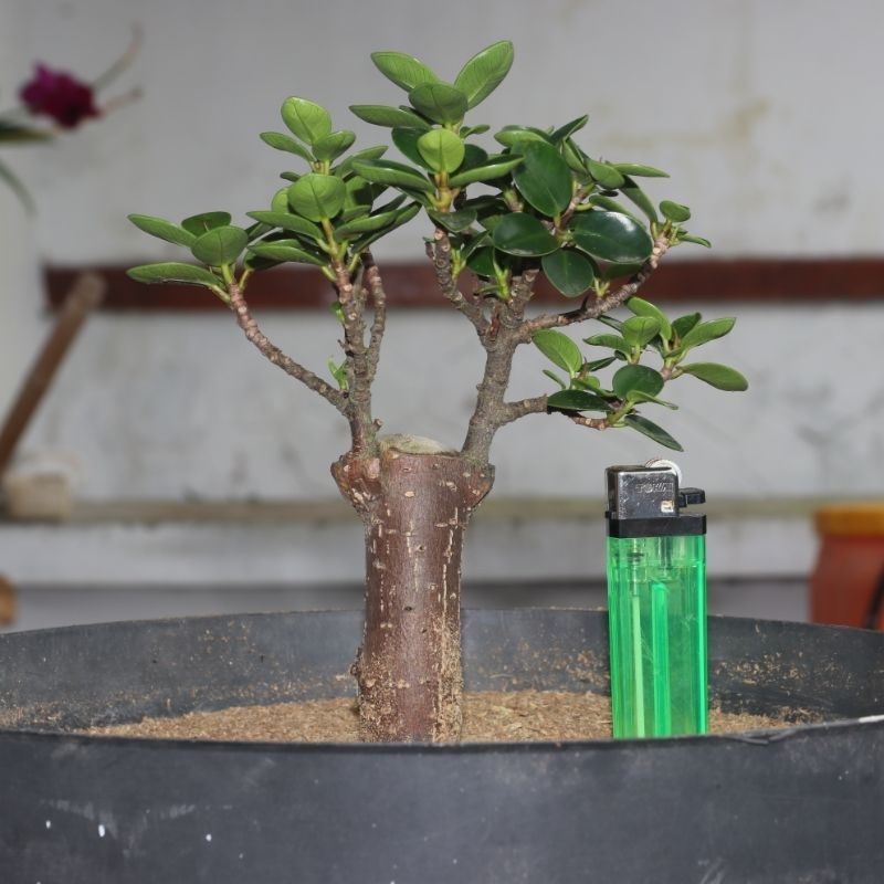 Tanaman hias bonsai dolar mikro / mangkok 04