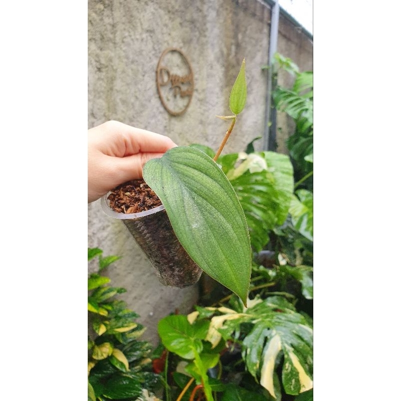 philodendron burlemarx fantasy ekonomis