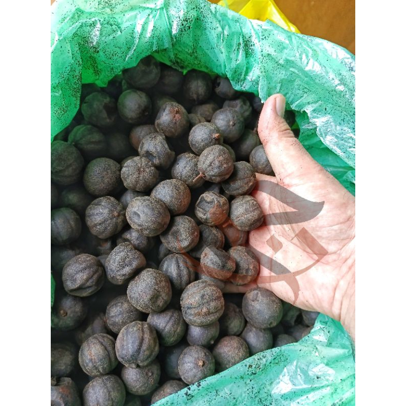 

Lemon Awad \ Black Lemon \ Jeruk Hitam \ Lemon Hitam 50 biji