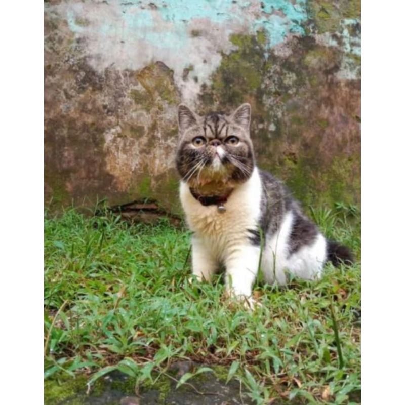 Kucing Peaknose Exo Short Hair jantan