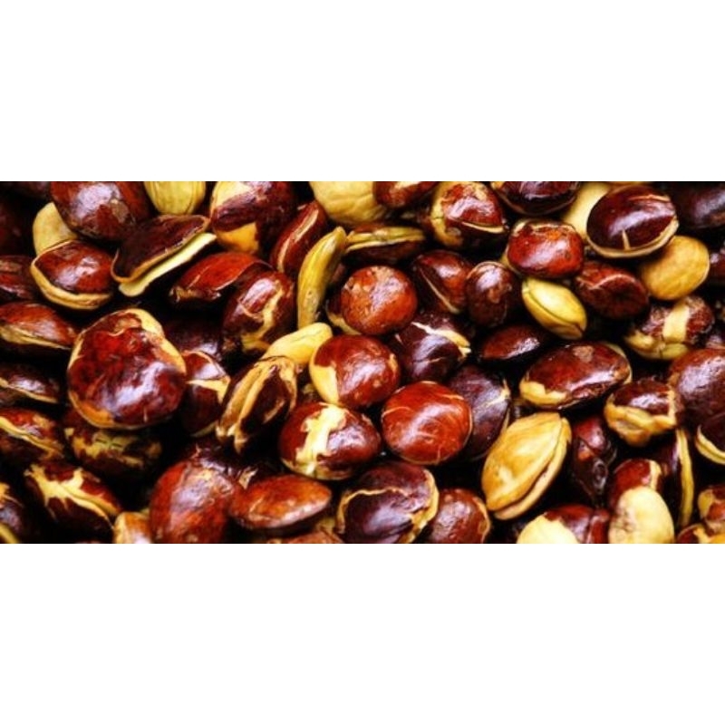 

JENGKOL TUA BESAR MENTAH ORIGINAL