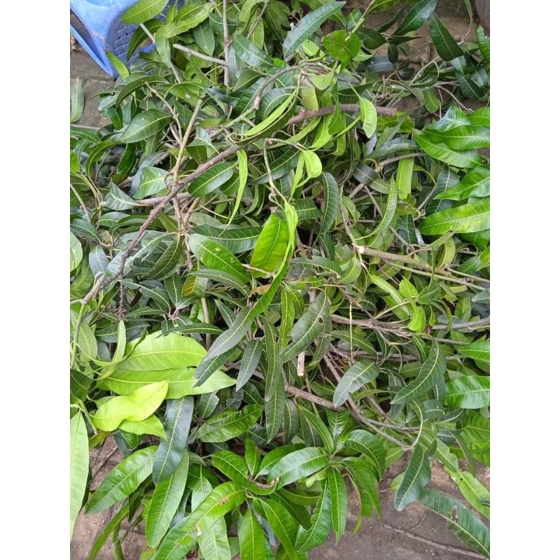 entres mangga alpukat