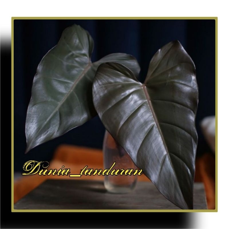 Philodendron Dark Lord/Jantung hati