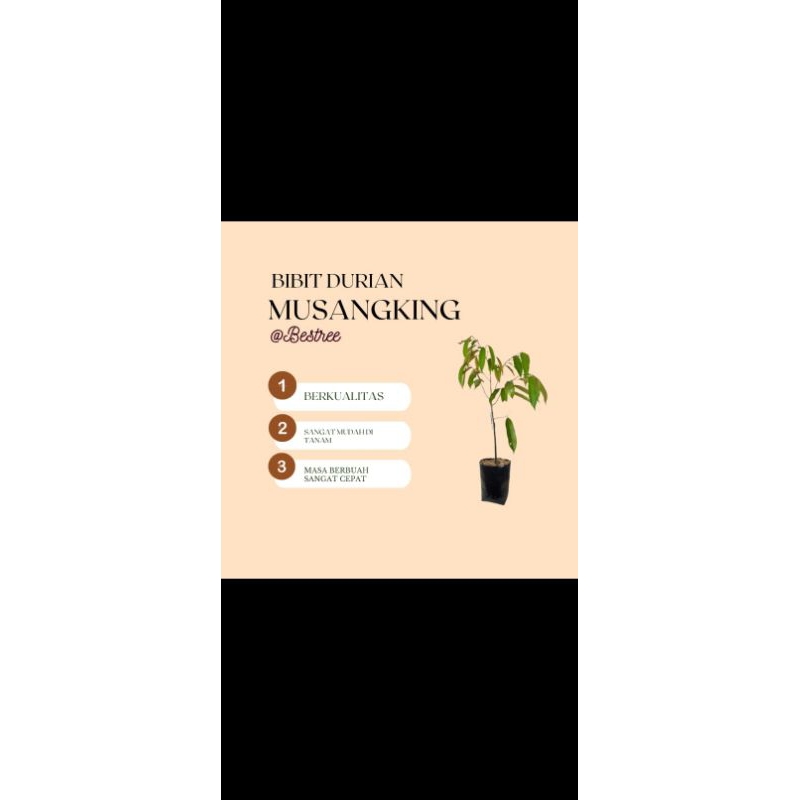 Bibit durian Musangking asli
