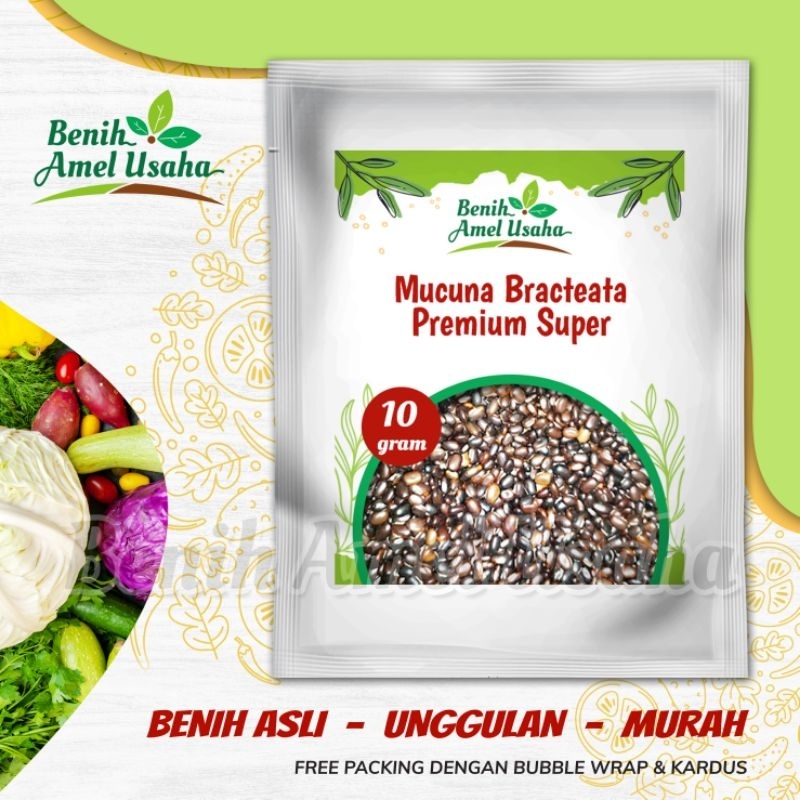 benih mucuna bracteata PREMIUM super isi 10 gram / bibit benih mucuna bracteata